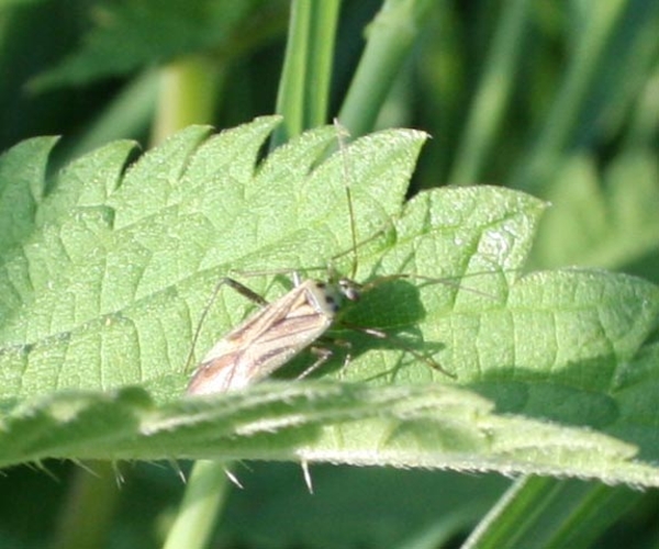 Adelphocoris quadripunctatus