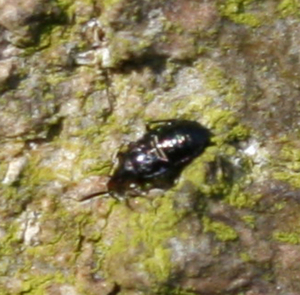 Temnostethus (Anthocoridae)nimf