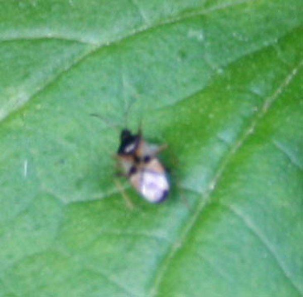 Anthocoris Nemorum