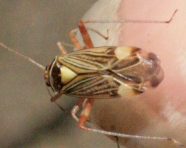 Rhabdomiris striatellus