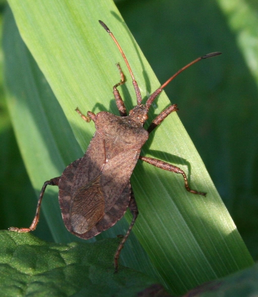 coreus marginatus
