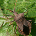 coreus marginatus - zuringwants volwassen