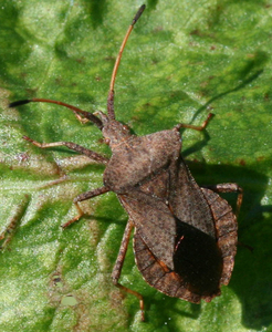 coreus marginatus - zuringwants volwassen