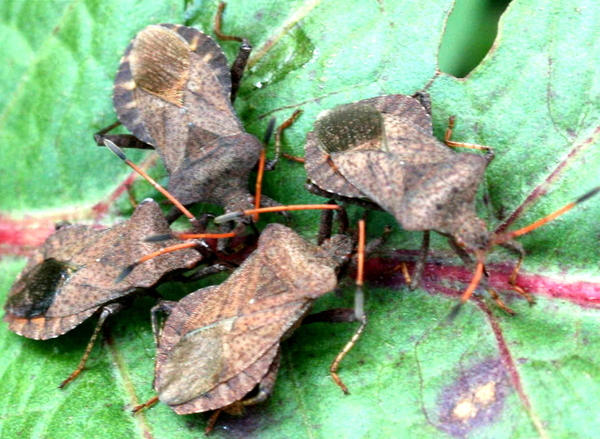 coreus marginatus