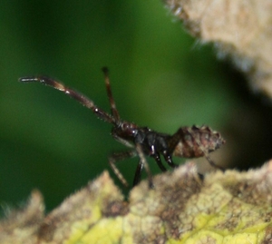 coreus marginatus - zuringwants