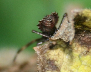 coreus marginatus