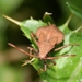 coreus marginatus onvolwassen