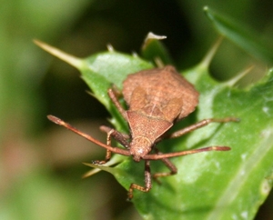 coreus marginatus onvolwassen