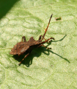 coreus marginatus