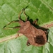 Coreus marginatus