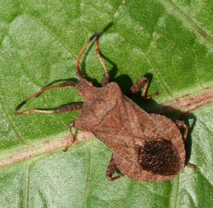 Coreus marginatus