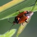 Deraeocoris ruber