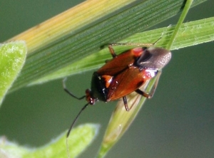 Deraeocoris ruber