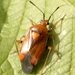 Deraeocoris ruber