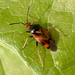 Deraeocoris ruber