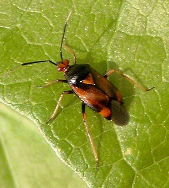 Deraeocoris ruber