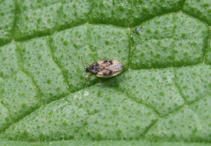 Dictyla humuli