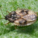 Dictyla humuli