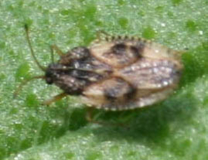 Dictyla humuli