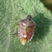 Dolycoris baccarum - bessenwants