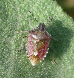 Dolycoris baccarum - bessenwants