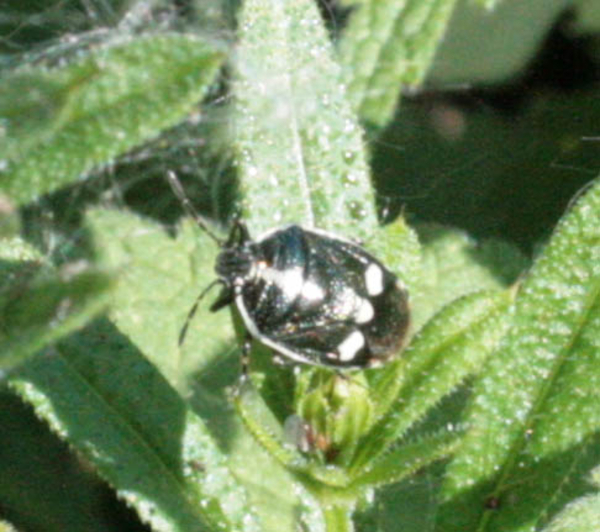 Eurydema oleracea