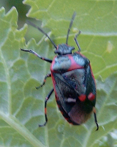 Eurydema oleracea