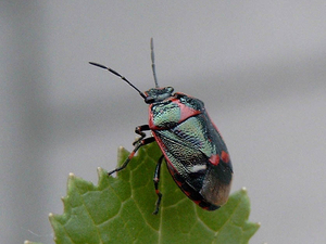 Eurydema oleracea