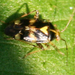 Liocoris tripustulatus