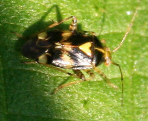 Liocoris tripustulatus