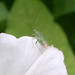 Lygocoris pabulinus