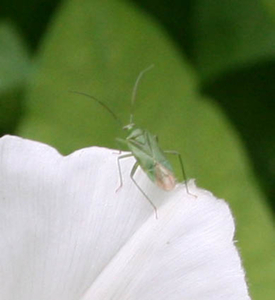 Lygocoris pabulinus