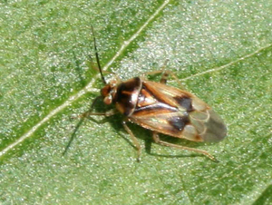 Orthops basalis