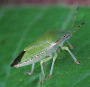 Groene stinkwants - Palomena prasina