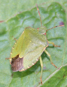 zomerkleed groene stinkwants