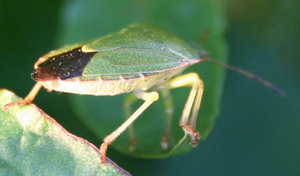 Palomena prasina