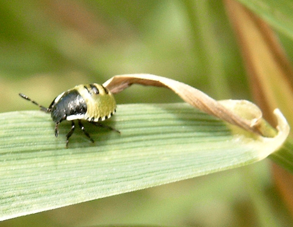 Palomena prasina groene stinkwants hermiptera