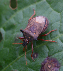 Picromerus bidens