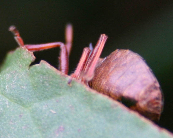 Picromerus bidens