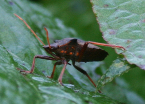 Picromerus bidens