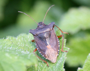 Pentatoma rufipes