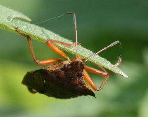 Pentatoma rufipes