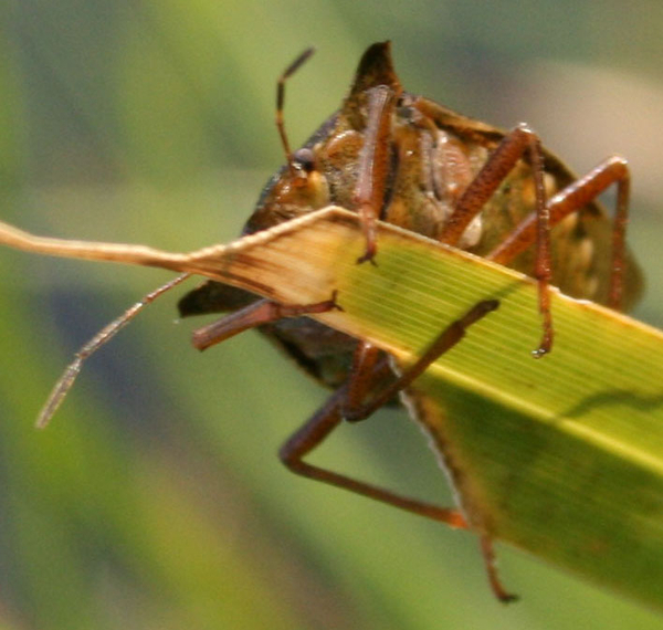 Pentatoma rufipes