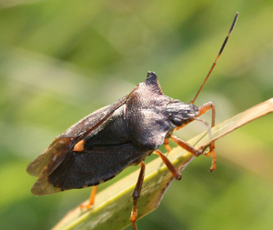 Pentatoma rufipes