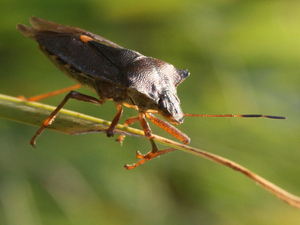 Pentatoma rufipes