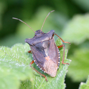 Pentatoma rufipes