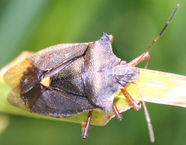 Pentatoma rufipes