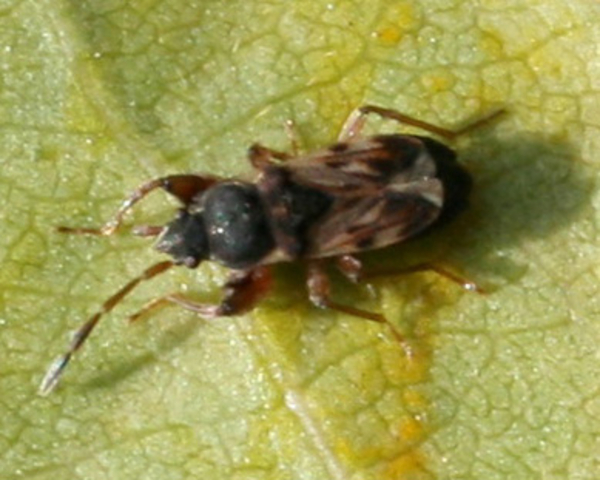 Scolopostethus affinis