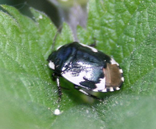 Tritomegas bicolor