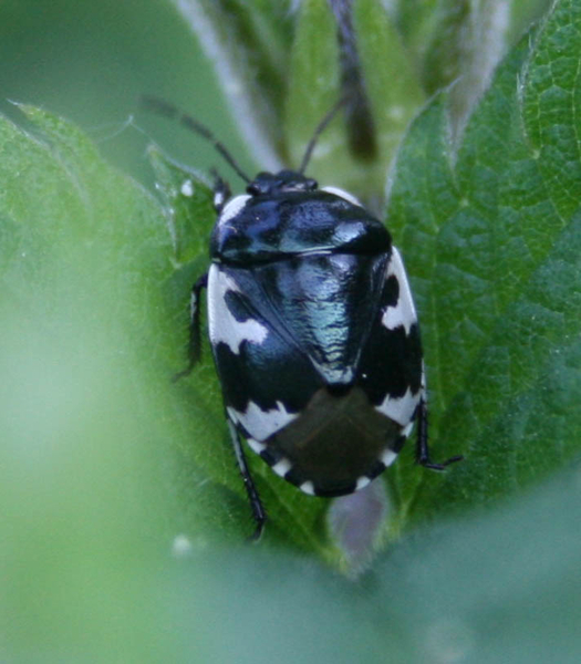 Tritomegas bicolor